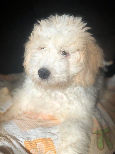 Vand Catei Lagotto Romagnolo