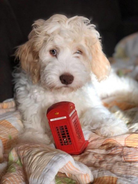 Vand Catei Lagotto Romagnolo